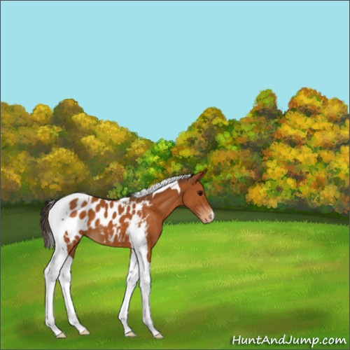 Horse Color:Buckskin Tobiano Appaloosa 