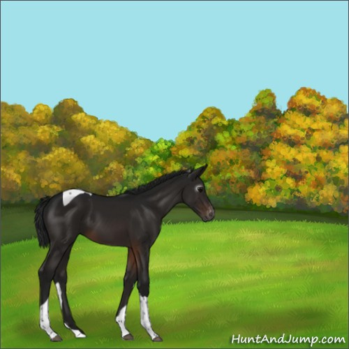 Horse Color:Gray Brown Tobiano Appaloosa 