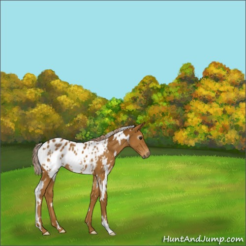 Horse Color:Gray White Spotted Palomino Appaloosa 