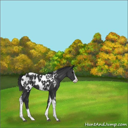Horse Color:Black Splash Tobiano Appaloosa 