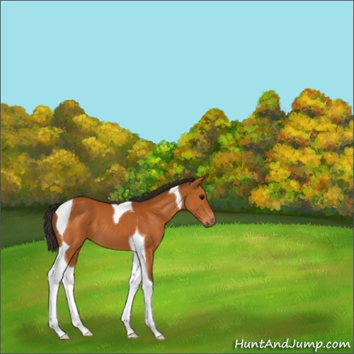 Horse Color:Buckskin Tobiano 
