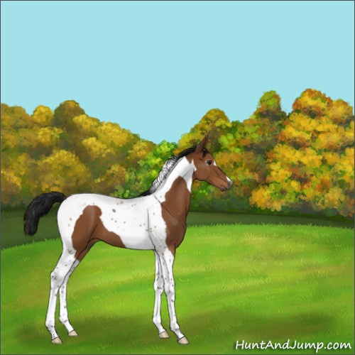 Horse Color:Gray Buckskin Tobiano 