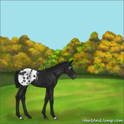 Horse Color:Gray Black Appaloosa 