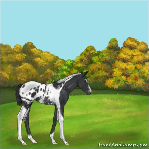 Horse Color:White Spotted Black Tobiano Appaloosa Rabicano 