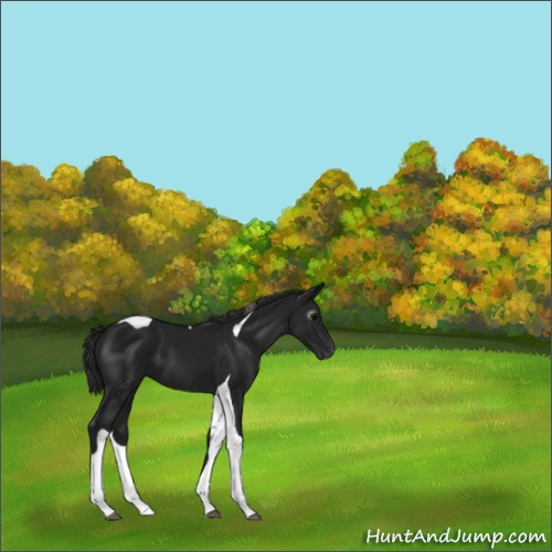 Horse Color:Gray Black Tobiano 