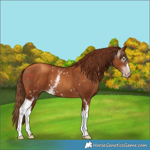 Horse Color:Gray White Spotted Gold Champagne 