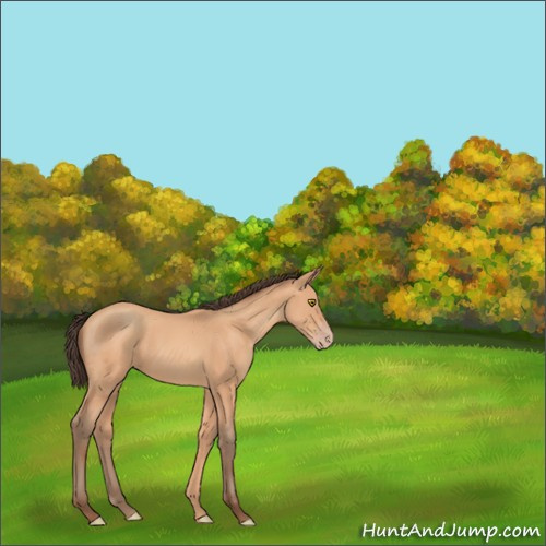 Horse Color:Amber Champagne Rabicano 