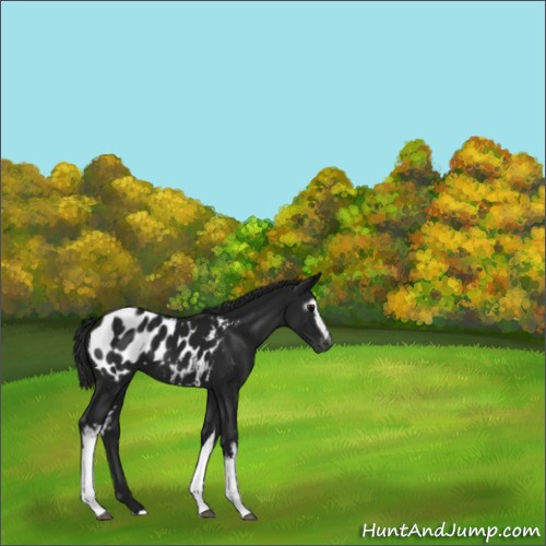 Horse Color:Gray White Spotted Black Tobiano Appaloosa 