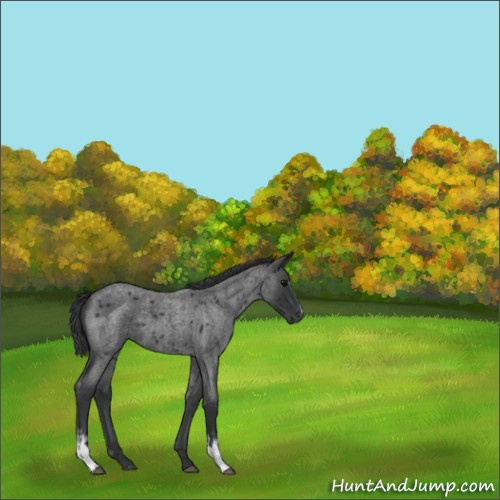 Horse Color:White Spotted Blue Roan 