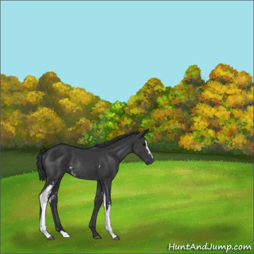 Horse Color:White Spotted Black Rabicano 