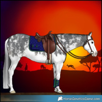 Horse Color:Black Sabino Splash 