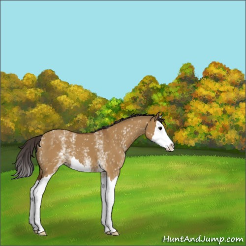 Horse Color:White Spotted Buckskin Dun Splash 