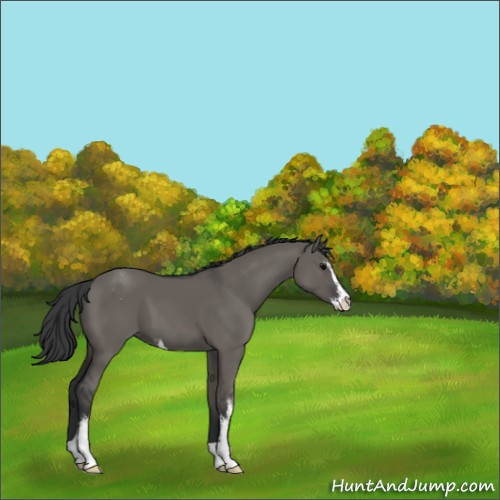 Horse Color:Grullo Sabino 