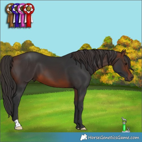Horse Color:Brown 