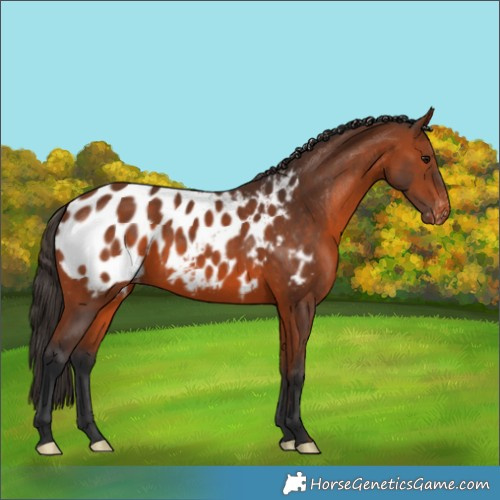 Horse Color:Bay Appaloosa 