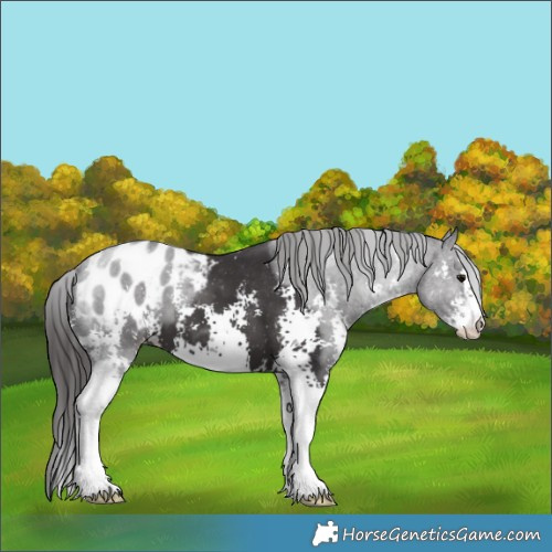 Horse Color:Smoky Black Sabino Appaloosa 