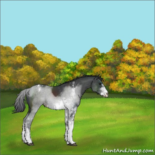 Horse Color:Black Sabino Appaloosa 