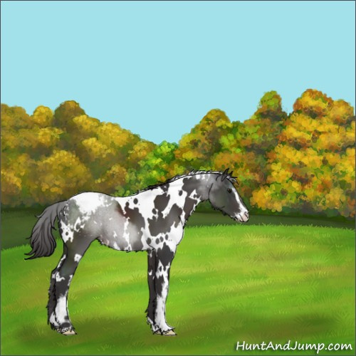 Horse Color:White Spotted Smoky Black Sabino Appaloosa 