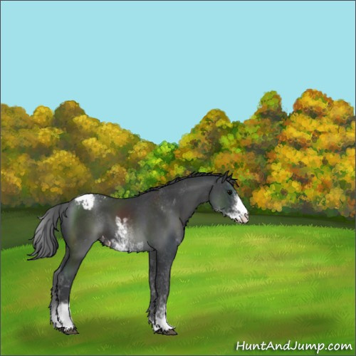 Horse Color:Black Sabino Appaloosa 