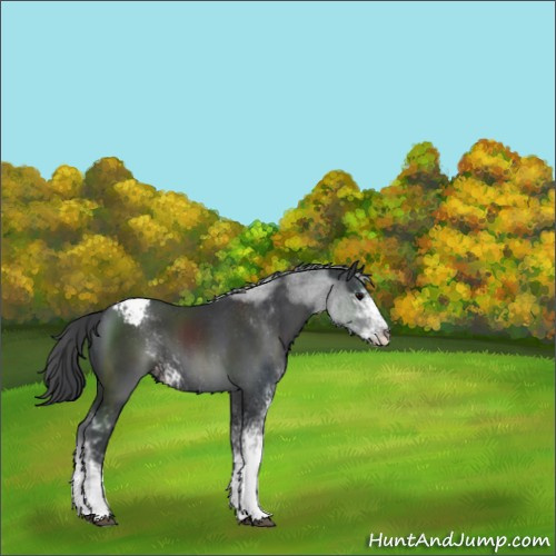 Horse Color:Black Sabino Appaloosa 