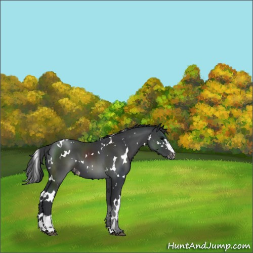 Horse Color:White Spotted Black Sabino Appaloosa 