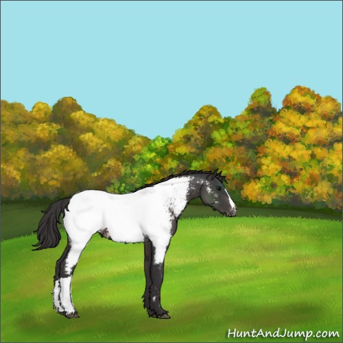 Horse Color:Smoky Black Appaloosa 