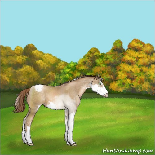 Horse Color:Smoky Black Pearl Sabino Appaloosa 