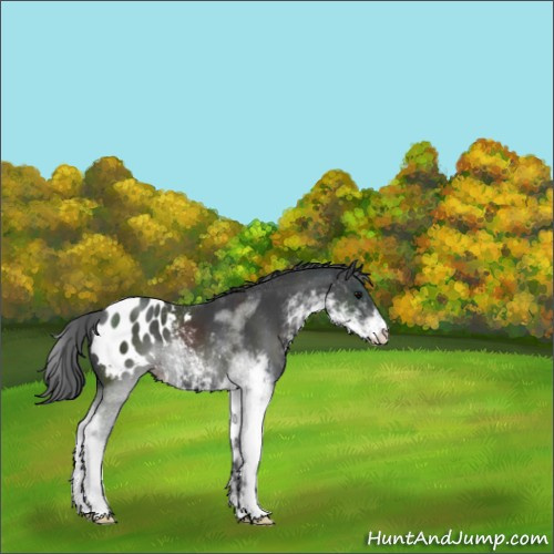 Horse Color:Black Sabino Appaloosa 