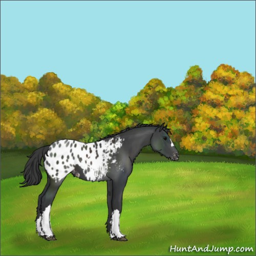 Horse Color:Black Appaloosa 