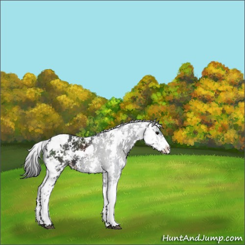 Horse Color:Black Sabino Appaloosa 