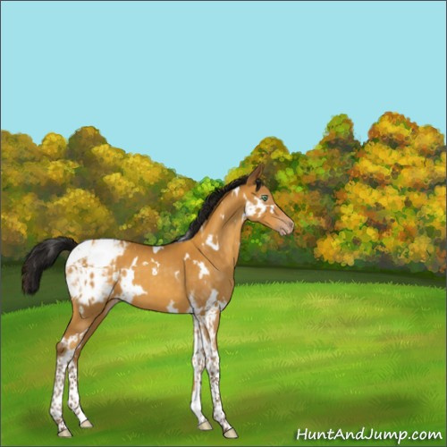 Horse Color:Gray White Spotted Amber Cream Champagne Tobiano Appaloosa 