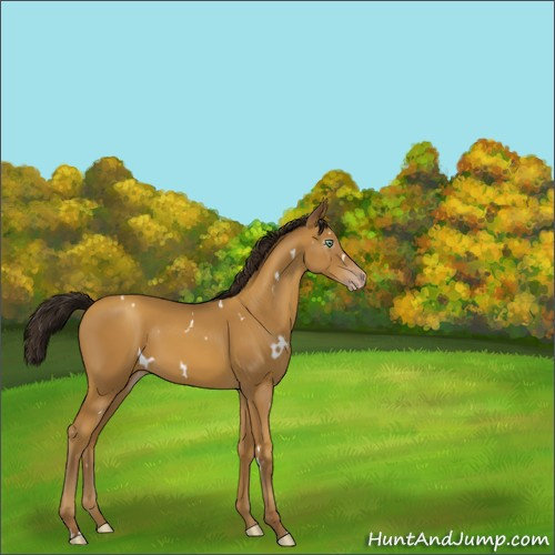 Horse Color:Gray White Spotted Amber Cream Champagne Appaloosa Rabicano 