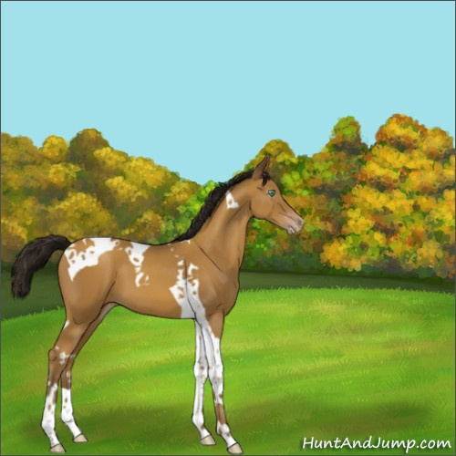 Horse Color:Gray Amber Cream Champagne Tobiano Appaloosa 