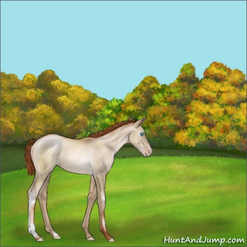 Horse Color:Gray Amber Cream Champagne Pearl Appaloosa Rabicano 