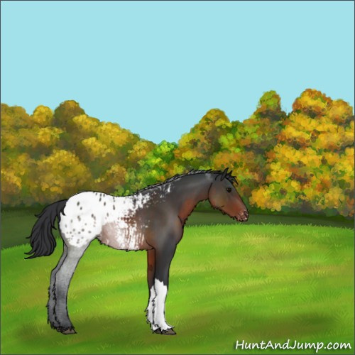 Horse Color:Brown Appaloosa 