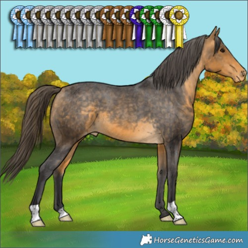 Horse Color:Buckskin Varnish