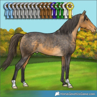 Horse Color:Buckskin Appaloosa