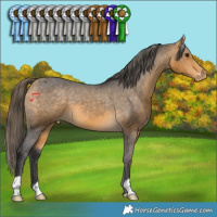 Horse Color:Buckskin Appaloosa