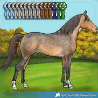 Horse Color:Buckskin Appaloosa 