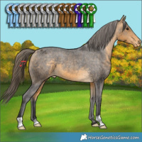 Horse Color:Buckskin Appaloosa