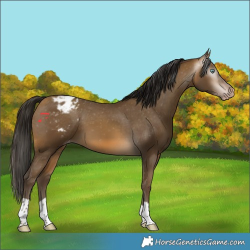 Horse Color:Gray Sable Cream Champagne Appaloosa 