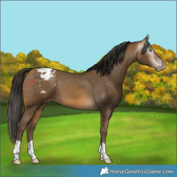 Horse Color:Gray Sable Cream Champagne Appaloosa 