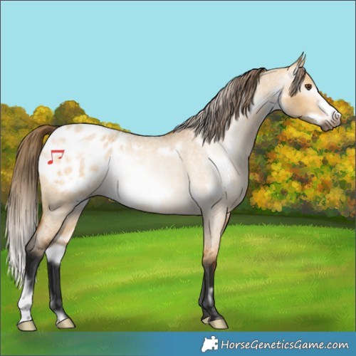Horse Color:Gray White Spotted Buckskin Roan Dun Frame Appaloosa Rabicano 