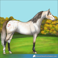Horse Color:Gray White Spotted Buckskin Roan Dun Frame Appaloosa Rabicano 