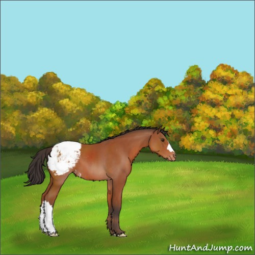 Horse Color:Brown Appaloosa 