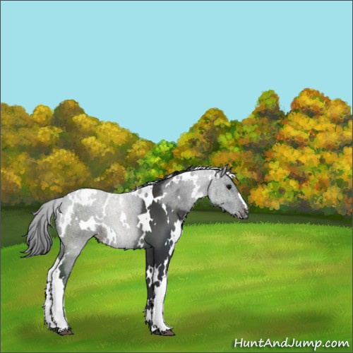Horse Color:White Spotted Black Appaloosa 