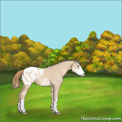 Horse Color:Perlino Sabino Appaloosa 