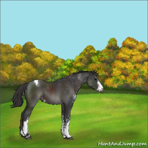 Horse Color:Smoky Black Sabino Appaloosa 