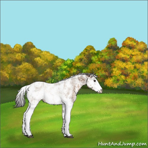 Horse Color:Buckskin Sabino Appaloosa 