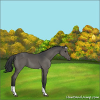 Horse Color:Grullo Tobiano 